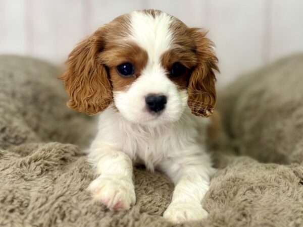 [#29487] White / Blenheim Female Cavalier King Charles Spaniel Puppies For Sale