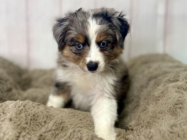 [#29483] Blue Merle Male Miniature Australian Shepherd Puppies For Sale