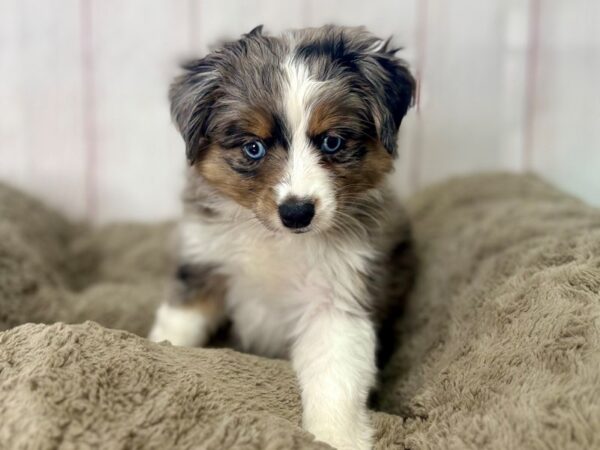 [#29483] Blue Merle Male Miniature Australian Shepherd Puppies For Sale