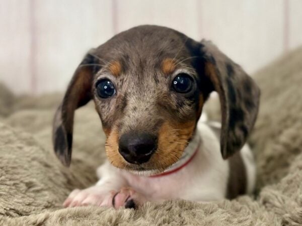 [#29482] Black / White Female Dachshund Puppies For Sale