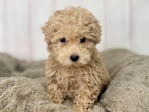 [#29485] Apricot Female Poodle Puppies For Sale