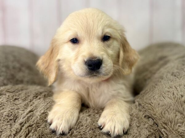 [#29493] Golden Female Golden Retriever Puppies For Sale