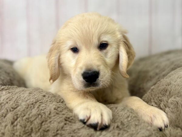 [#29492] Golden Male Golden Retriever Puppies For Sale