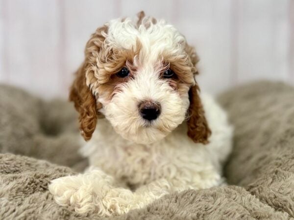 [#29496] Female F1B Cockapoo Puppies For Sale