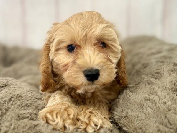[#29495] Male F1B Cockapoo Puppies For Sale