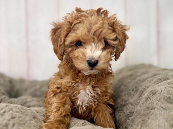[#29494] Male F1B Cockapoo Puppies For Sale