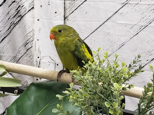 [#24982] Male Regent Parrot Birds For Sale