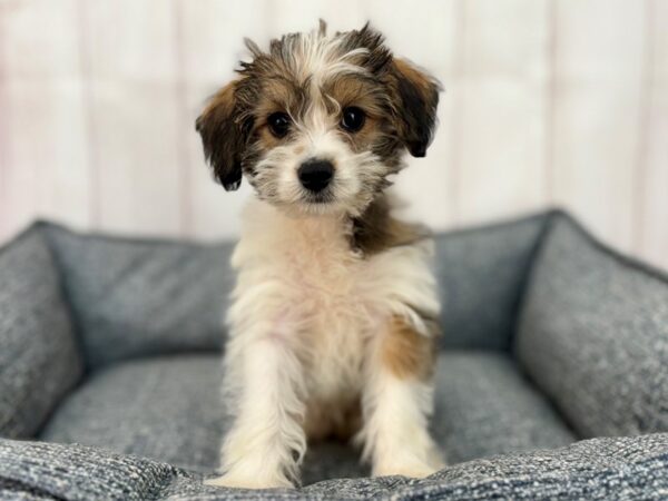 [#29240] Red and White Female Poodle/Yorkshire Terrier Puppies For Sale