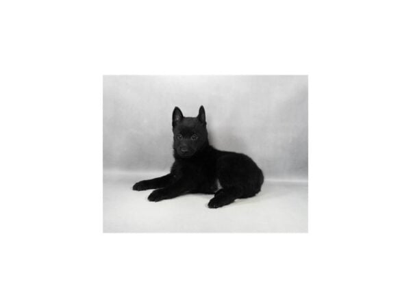 [#29303] Black Male Schipperke Puppies For Sale