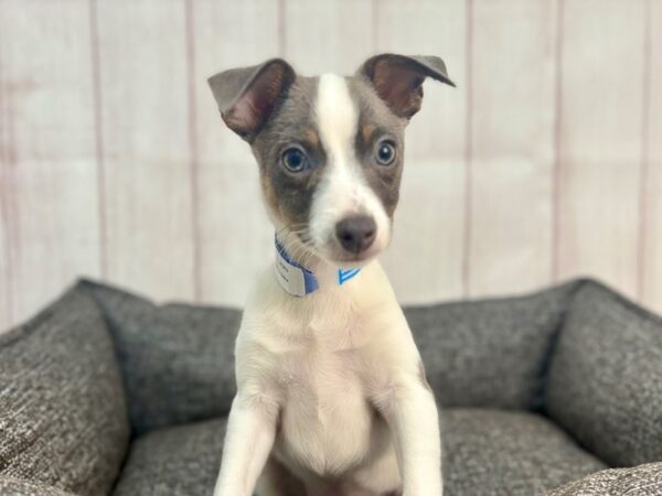 [#29304] White and Blue Male Rat Terrier Puppies For Sale