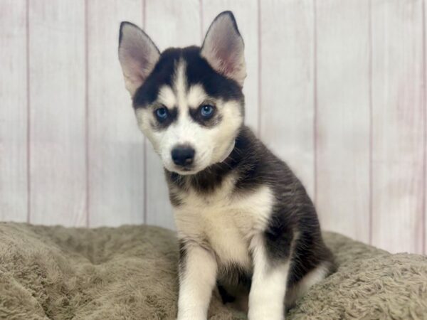 [#29343] Black and White Female F1B Pomsky Puppies For Sale