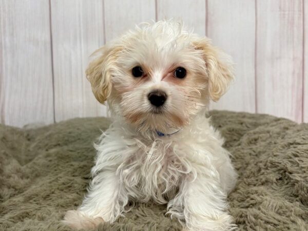 [#29363] White Male Maltese/Yorkshire Terrier Puppies For Sale