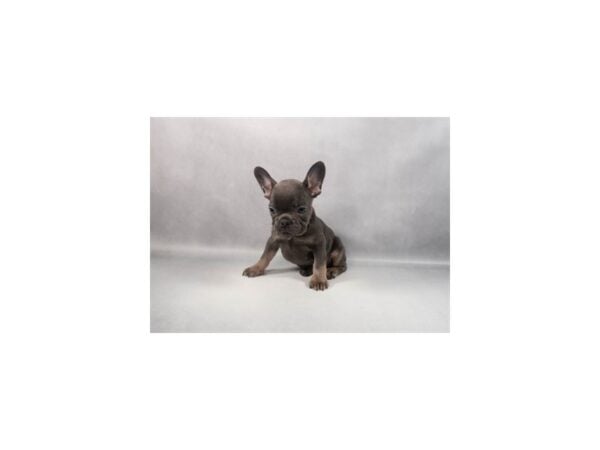 [#29386] Blue and Tan Female French Bulldog Puppies For Sale