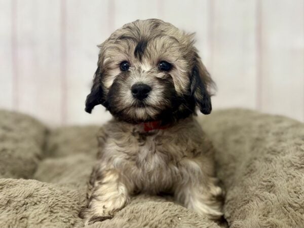 [#29391] Gold Sable Female Bichon Frise/Havanese Puppies For Sale