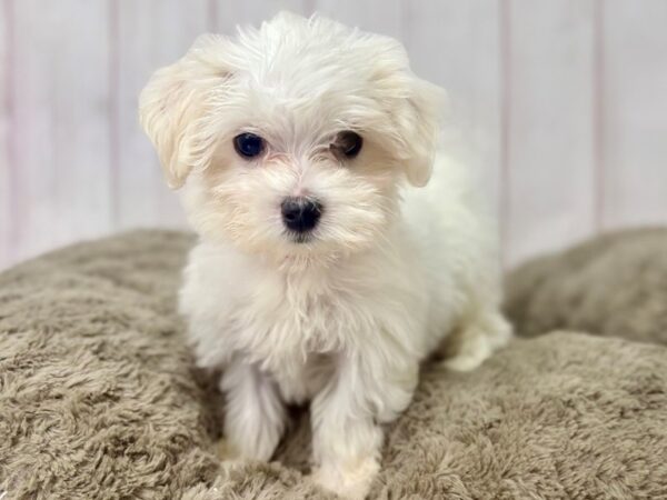 [#29409] White Female Maltese Puppies For Sale