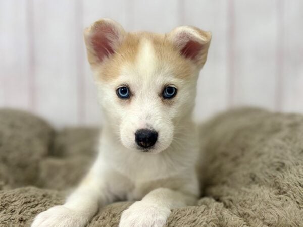 [#29405] Apricot Female F2 Pomsky Puppies For Sale