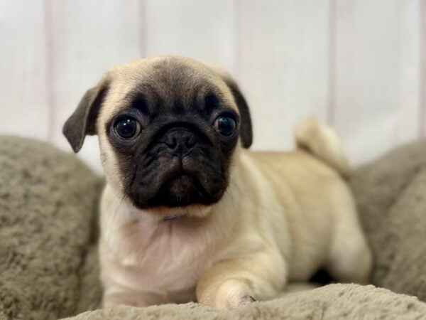 [#29404] Fawn Male Pug Puppies For Sale
