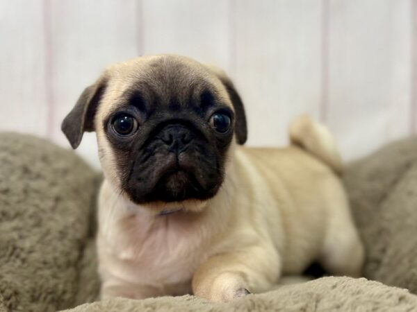[#29404] Fawn Male Pug Puppies For Sale
