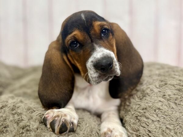 [#29430] Black White and Tan Female Basset Hound Puppies For Sale