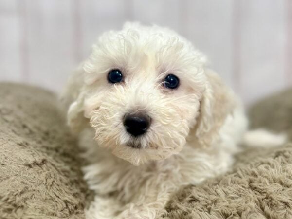 [#29434] White Female Bichon Frise Puppies For Sale
