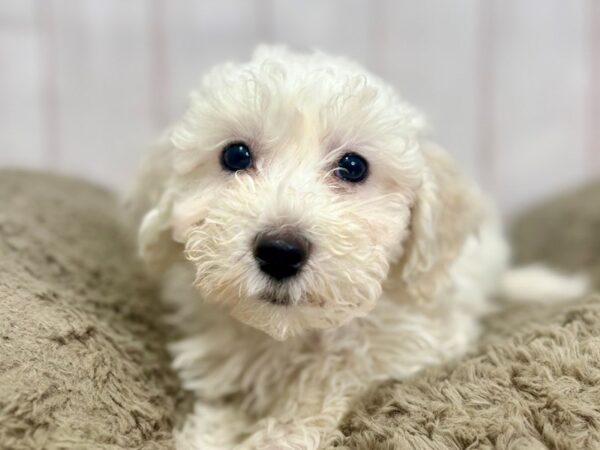 [#29434] White Female Bichon Frise Puppies For Sale