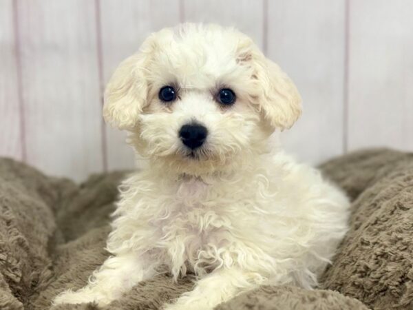 [#29432] White Male Bichon Frise Puppies For Sale