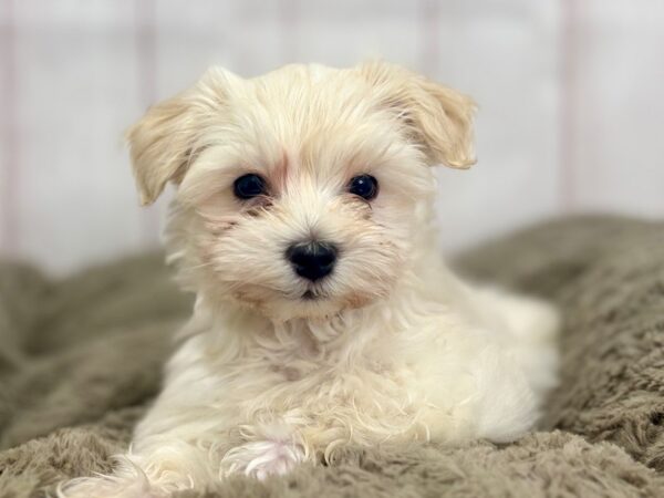 [#29441] Cream Male Havanese Puppies For Sale