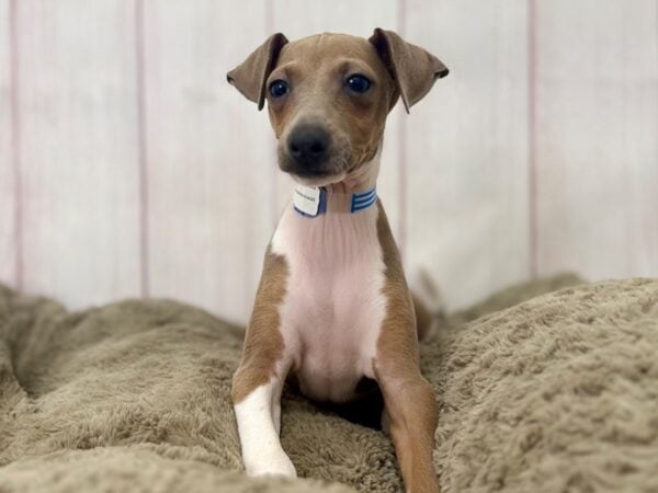 [#29422] Blue Fawn Male Italian Greyhound Puppies For Sale