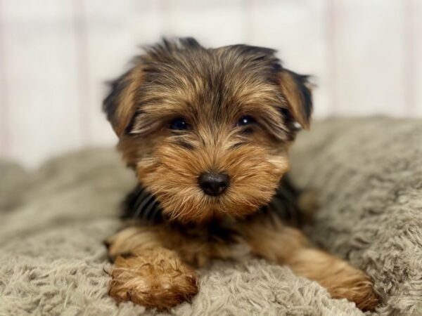 [#29440] Black / Tan Female Yorkshire Terrier Puppies For Sale