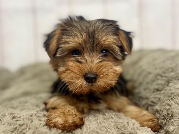[#29440] Black / Tan Female Yorkshire Terrier Puppies For Sale