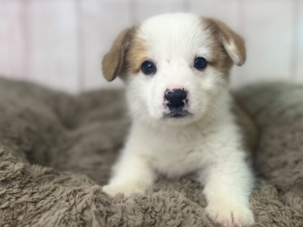 [#29420] Red & White Male Pembroke Welsh Corgi Puppies For Sale