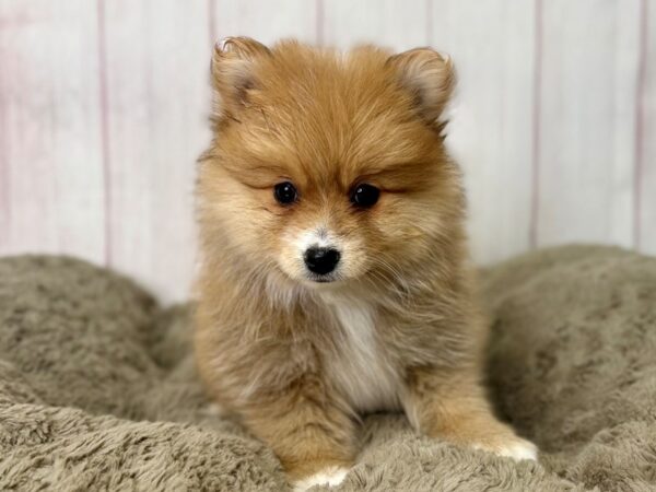 [#29466] Red Female Pomeranian Puppies For Sale