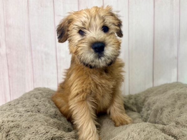 [#29454] Wheaten Male Soft Coated Wheaten Terrier Puppies For Sale