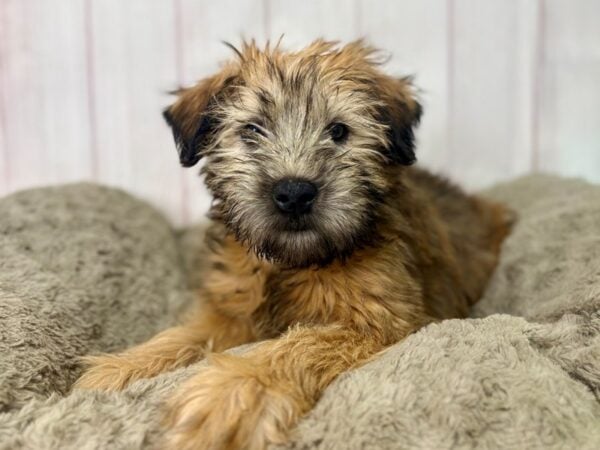 [#29453] Wheaten Female Soft Coated Wheaten Terrier Puppies For Sale