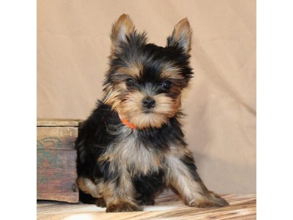 [#29481] Black / Tan Female Yorkshire Terrier Puppies For Sale