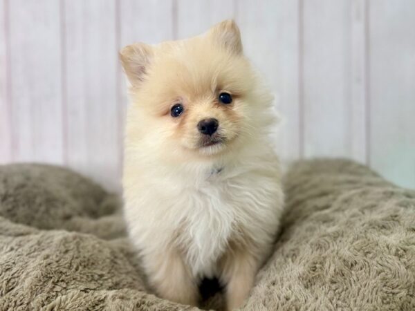 [#29484] Cream Male Pomeranian Puppies For Sale