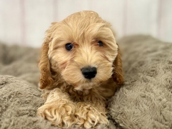 [#29495] Brown Male F1B Cockapoo Puppies For Sale