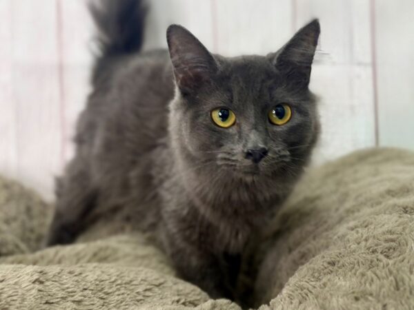 [#29490] Blue Female Ragamuffin Kittens For Sale