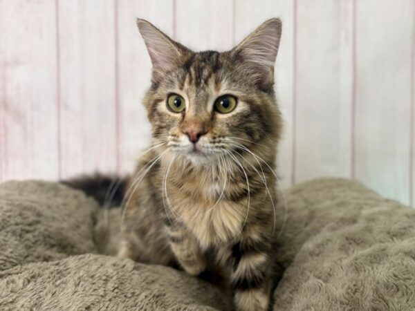 [#29491] Golden Female Ragamuffin Kittens For Sale