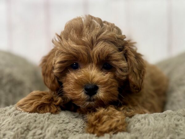 [#29505] Female F1B Shipoo Puppies For Sale
