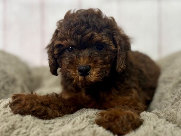 [#29504] Male F1B Shipoo Puppies For Sale