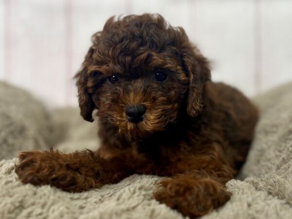 [#29504] Male F1B Shipoo Puppies For Sale