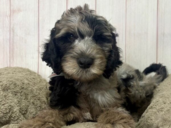 [#29501] Male F1B Goldendoodle Puppies For Sale