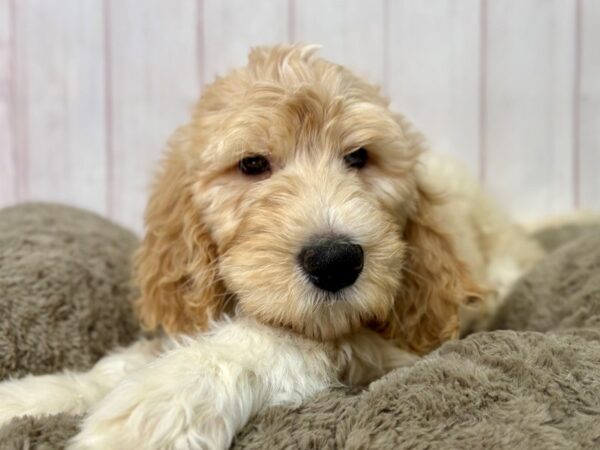 [#29500] Male F1B Goldendoodle Puppies For Sale