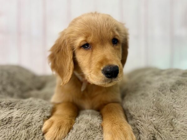 [#29498] Golden Female Golden Retriever Puppies For Sale