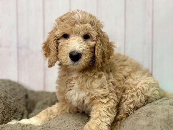 [#29502] Female F1B Goldendoodle Puppies For Sale