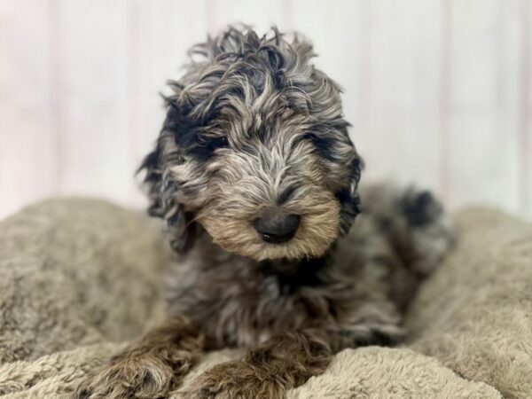 [#29503] Female F1B Goldendoodle Puppies For Sale