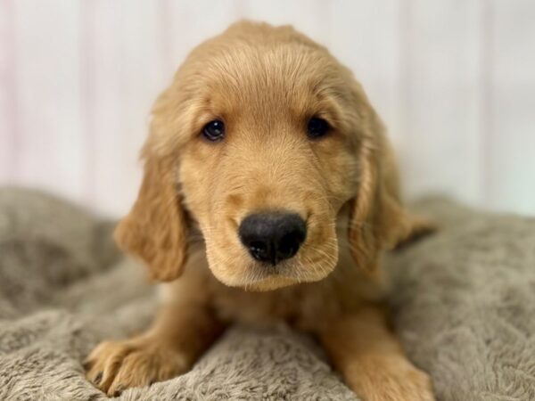 [#29497] Golden Male Golden Retriever Puppies For Sale