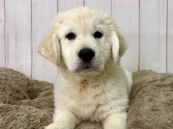 [#29507] Cream Male English Cream Golden Retriever Puppies For Sale