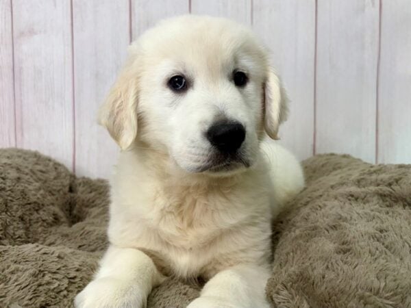 [#29508] Cream Male English Cream Golden Retriever Puppies For Sale